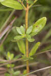 Hairy pinweed